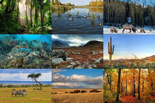 Biomes of the World